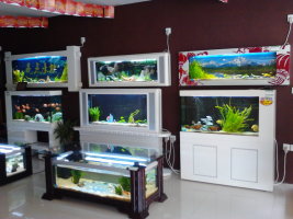 定做魚缸到武安亮點(diǎn)水族