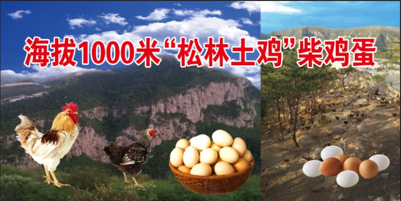 銷售柴雞蛋
