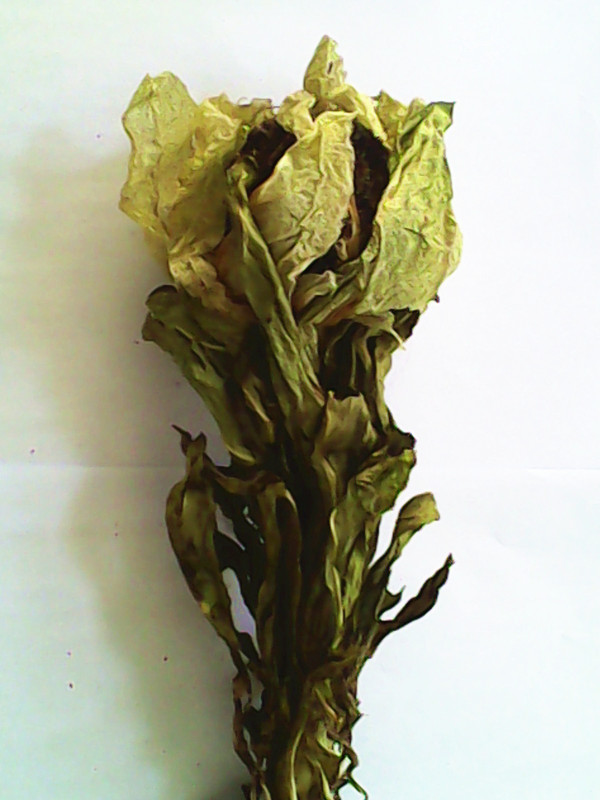 新疆天山 原產(chǎn)雪蓮花